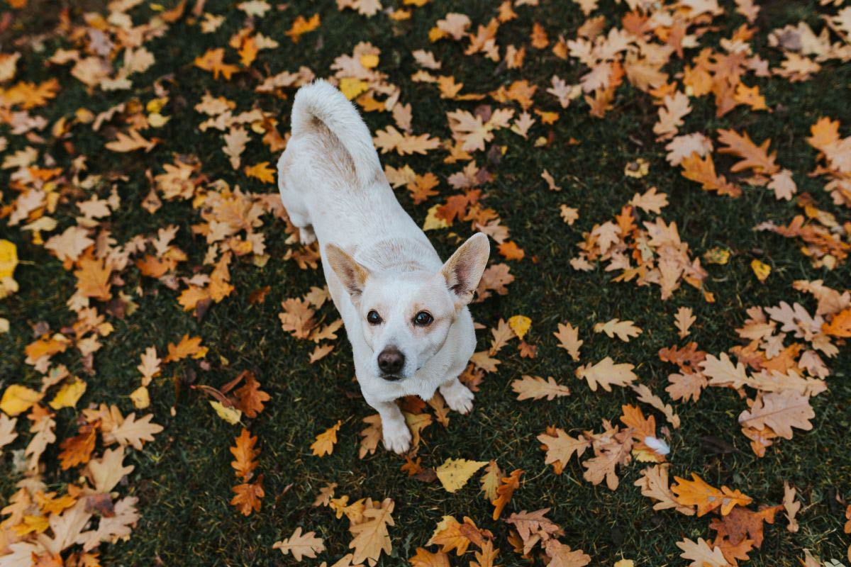 Leaf dog